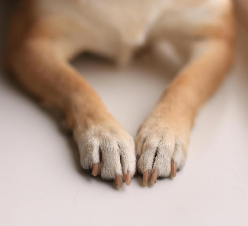 Coupe-ongles pour animaux