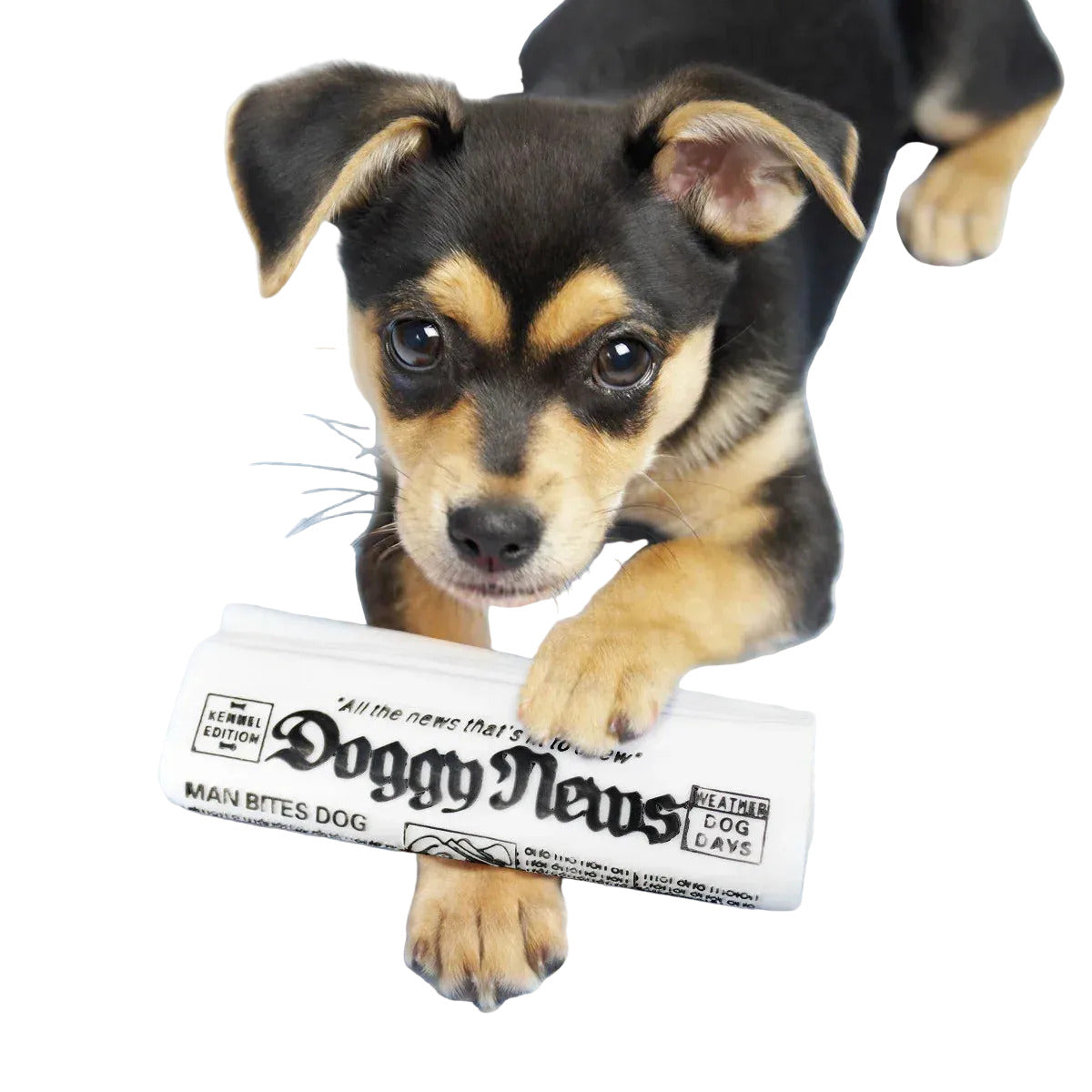 Jouet Couineur Journal pour Chien — Mâcher & Entraînement